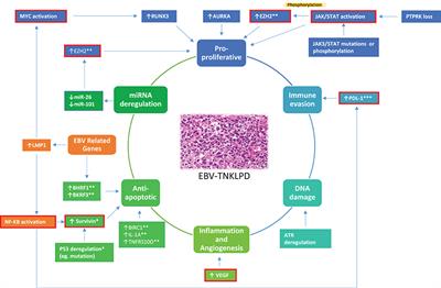 Transcriptomic Abnormalities in Epstein Barr Virus Associated T/NK Lymphoproliferative Disorders